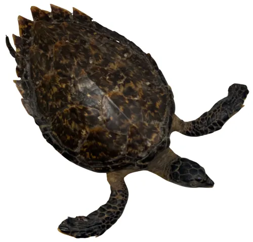 Taxidermy Hawksbill Sea Turtle