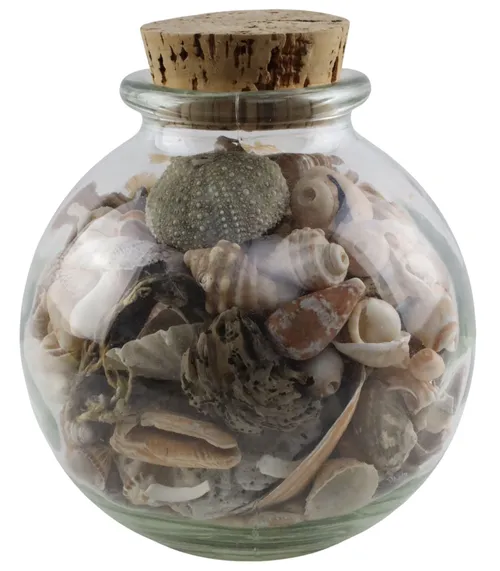 Bulb Glass Jar With Sea Shells 