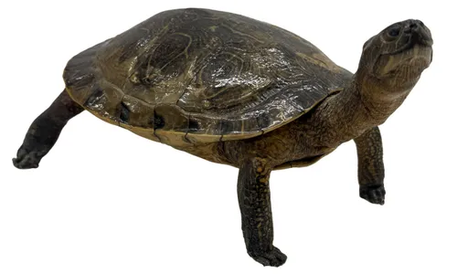 Taxidermy Standing Turtle