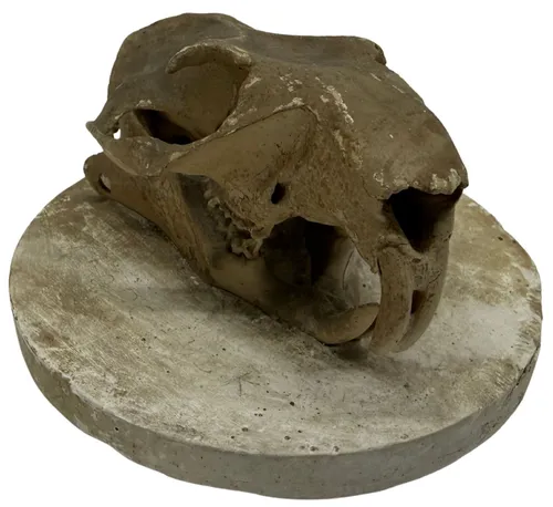 Natural Woodchuck Skull On Plaster Base