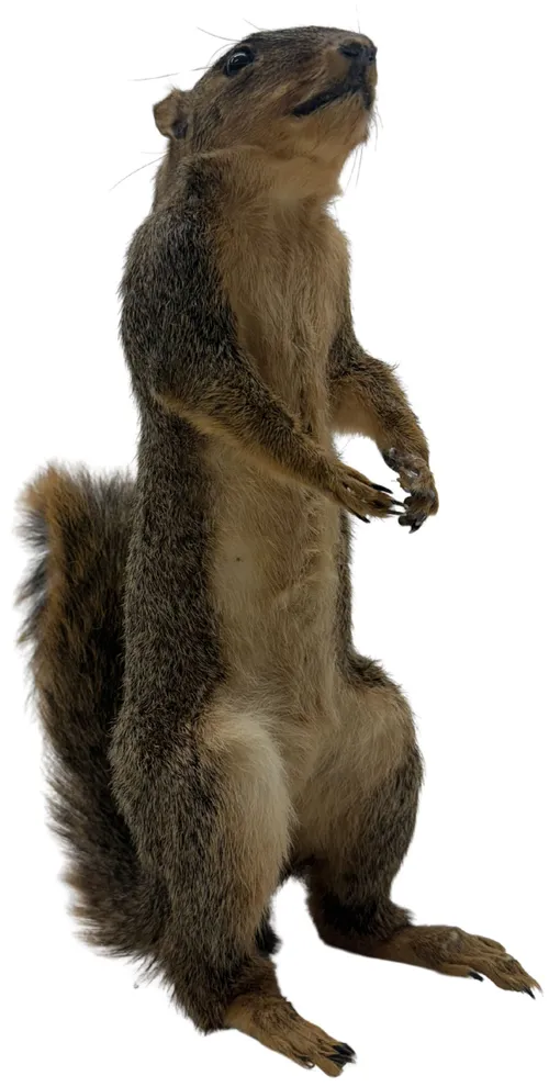 Taxidermy Standing Squirrel