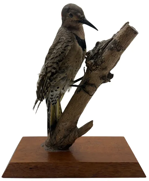Taxidermy Northern Flicker Woodpecker On Branch Base