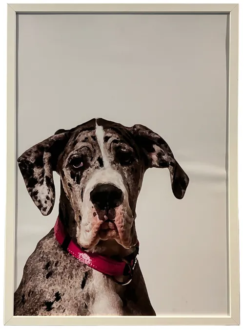 Great Dane Dog In White Frame
