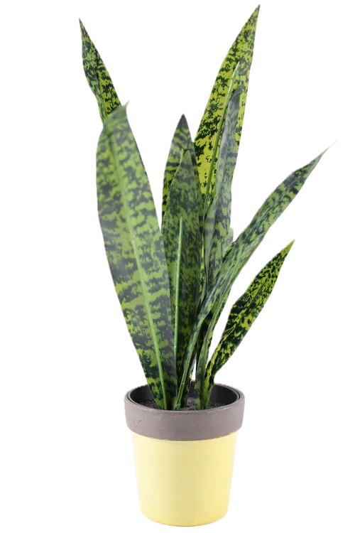 Artificial Snake Plant In Pale Yellow & Brown Ceramic Pot