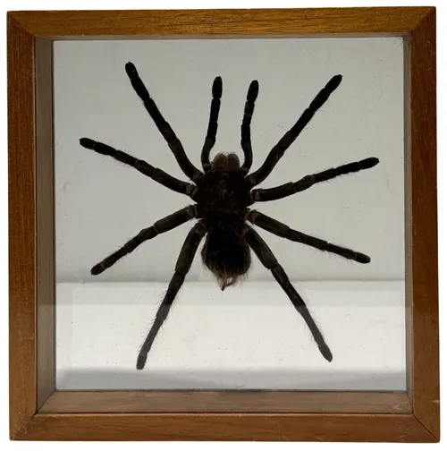 Natural Preserved Tarantula Spider In Wood Shadowbox Frame