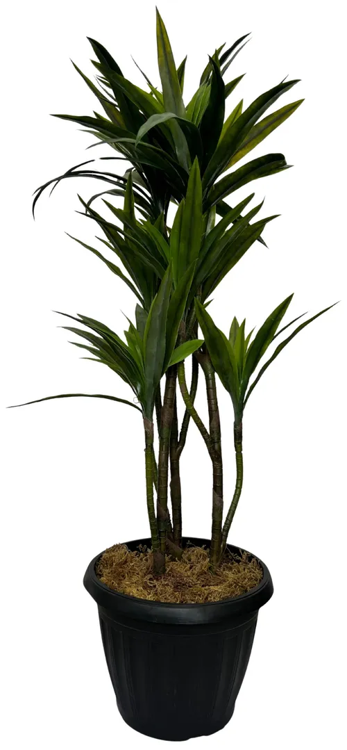 Artificial Dracaena Plant 