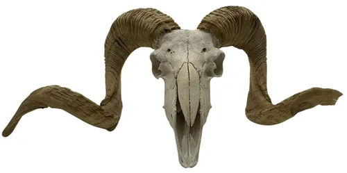 Ram Skull With Horns
