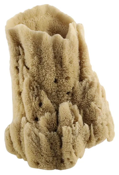 Large Natural Vase Sea Sponge