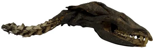 Mummified Animal Skull & Spine