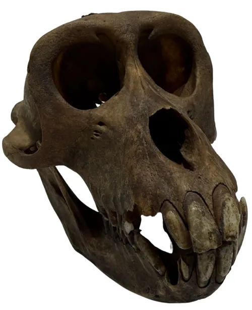 Crab Eating Macaque Monkey Skull - B
