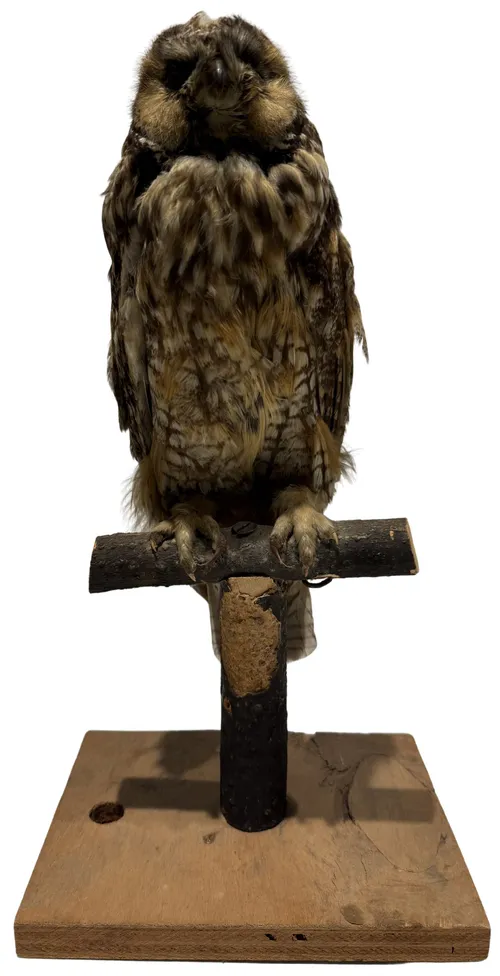 Taxidermy Owl On Branch Stand