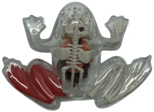 Visible Frog Model