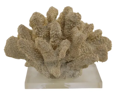 Beige Natural Sea Coral On Glass Base