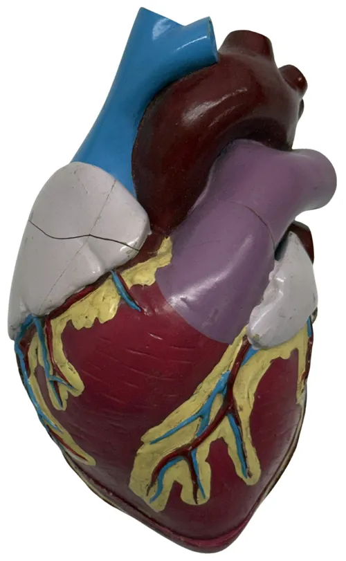 Human Heart Anatomical Medical Model