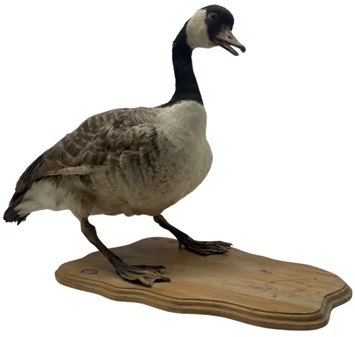 Taxidermy Standing Canada Goose