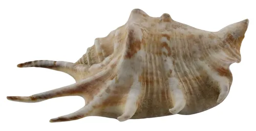 Natural Spider Conch Shell