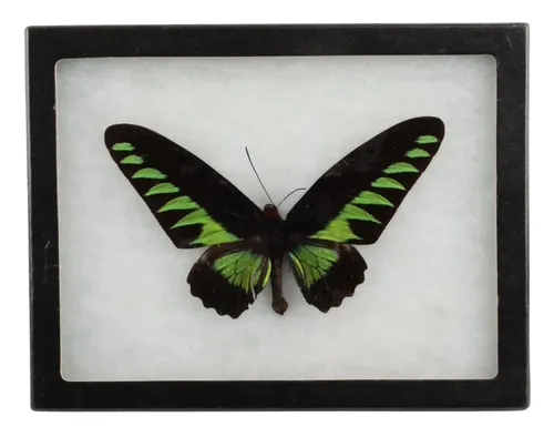 Natural Birdwing Butterfly In Black Display Box
