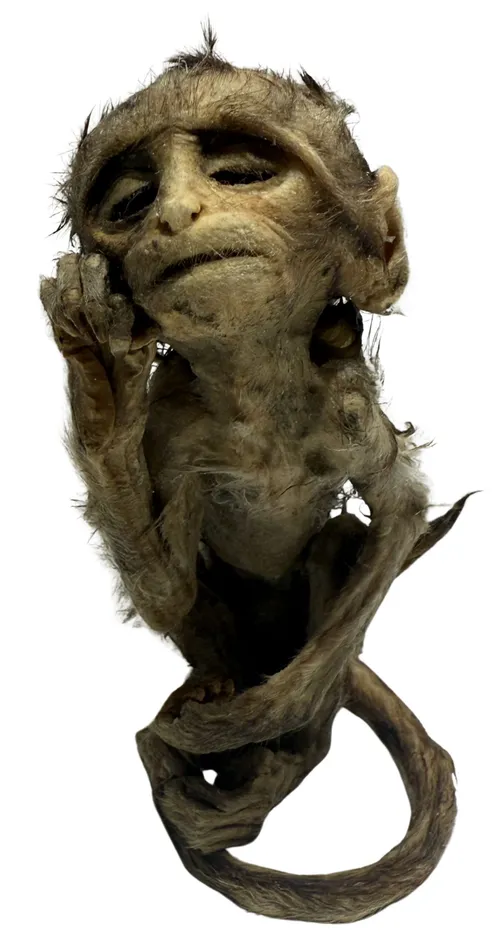 Plastinated Monkey
