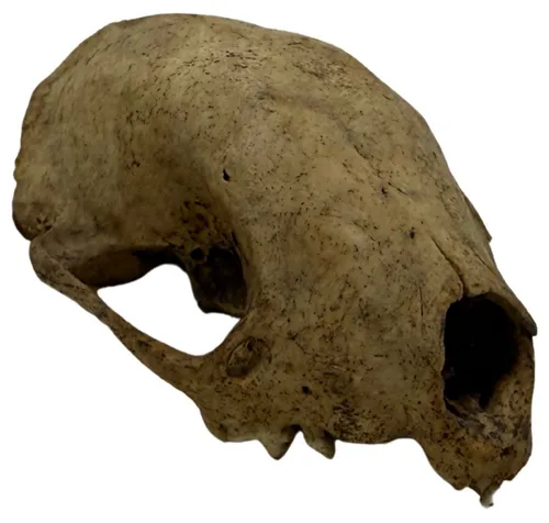 Natural Skunk Skull