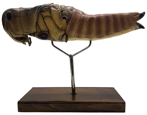 Vintage Grasshopper Anatomical Education Plaster Model