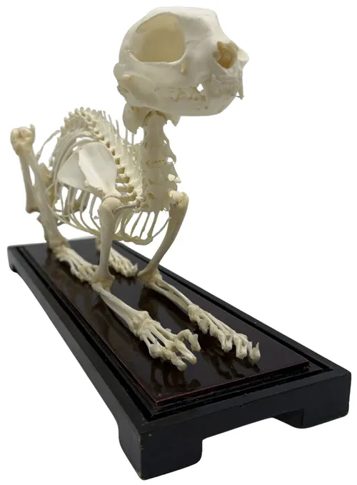 Natural Articulated Cat Skeleton On Black Base With Acrylic Cover