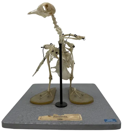 Natural Articulated Pigeon Skeleton On Grey Base
