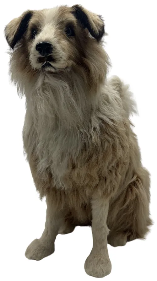 Taxidermy Border Collie Dog