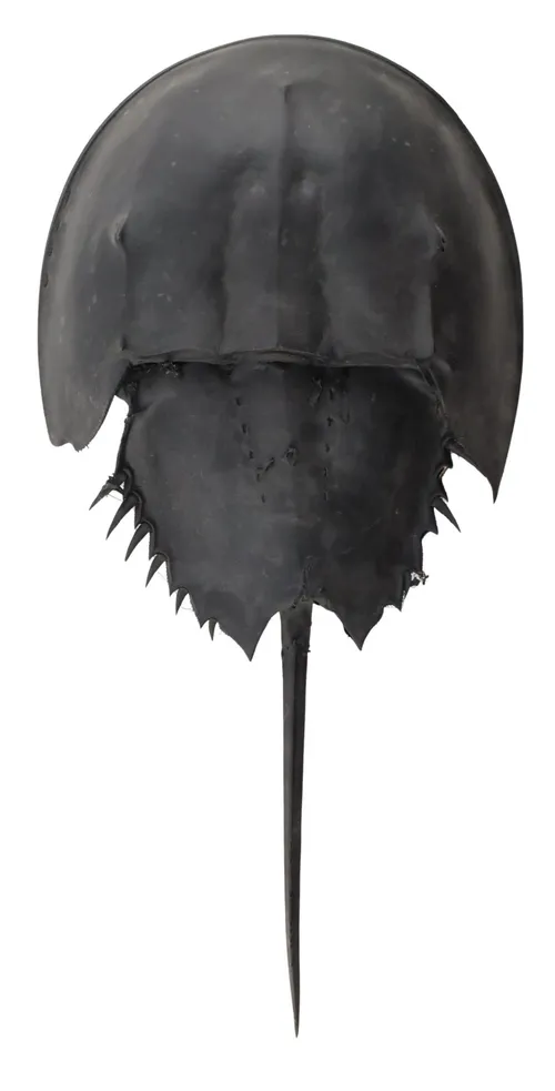 Black Natural Horseshoe Crab