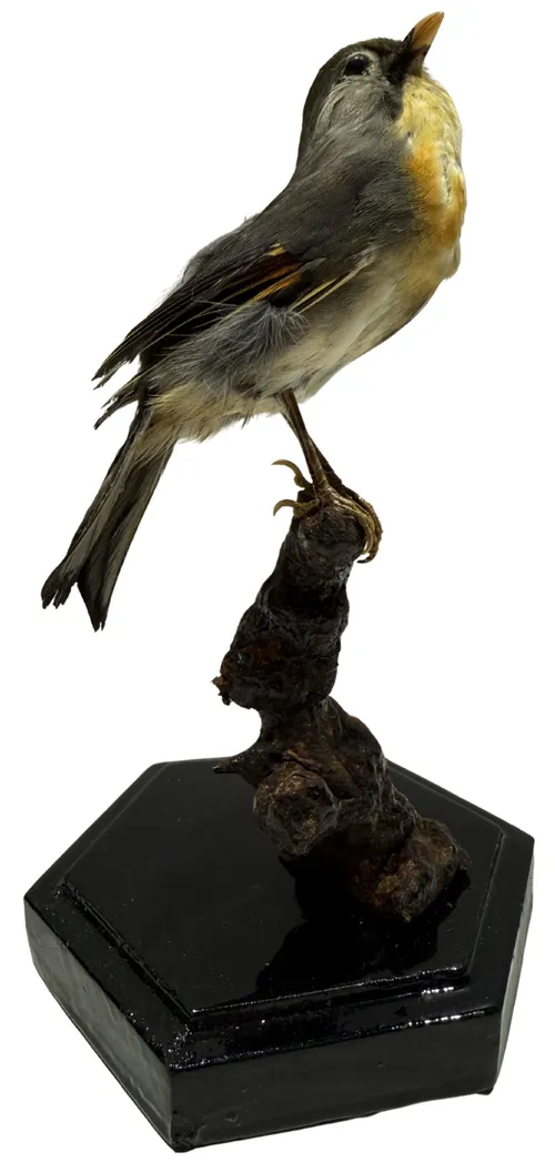 Taxidermy Pekin Robin Bird On Wood Stump Base