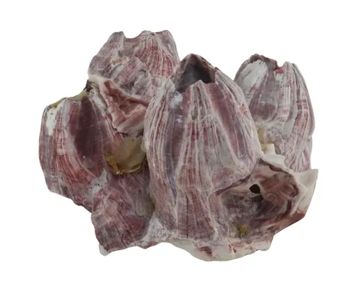 Purple Natural Barnicle Cluster