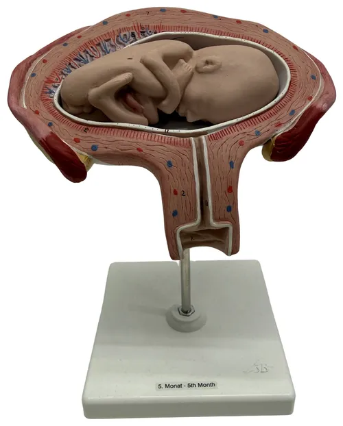 Five Month Embryo Pregnancy Model On White Base