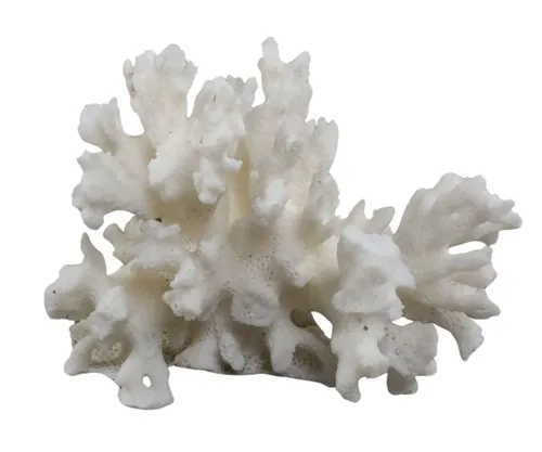 White Natural Sea Coral
