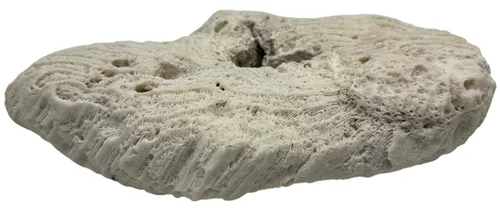 White Brain Natural Coral