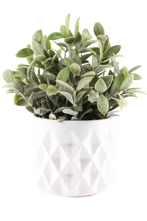 Artificial Goat Nut Plant In White Geometric Pot