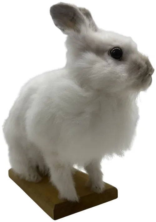 Taxidermy White Rabbit On Wood Base