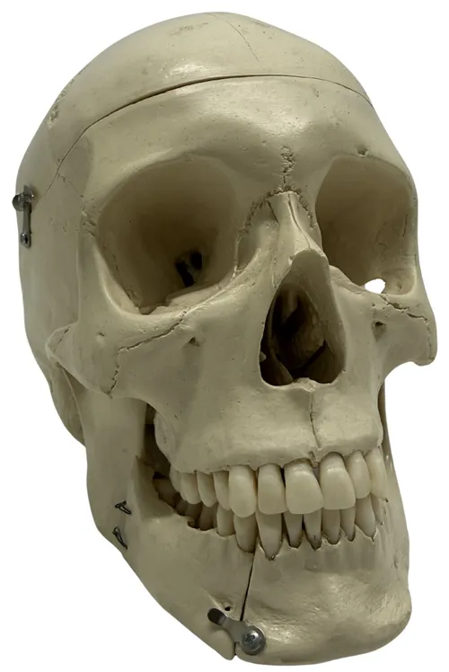Human Skull Medical Model With Hinged Jaw