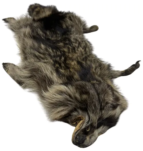 Taxidermy Full Raccoon Skin With Feet & Paws