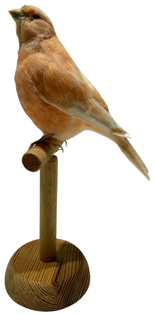 Taxidermy Red Factor Canary On Wood Stand