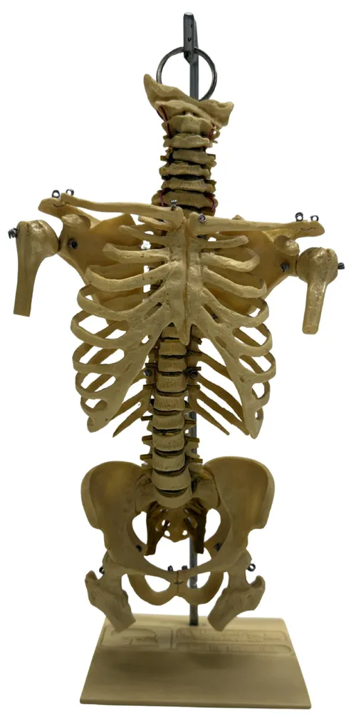 Human Torso Skeleton Model