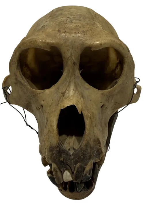 Crab Eating Macaque Monkey Skull - C