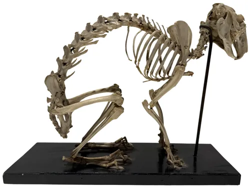 Antique Natural Rabbit Skeleton On Base