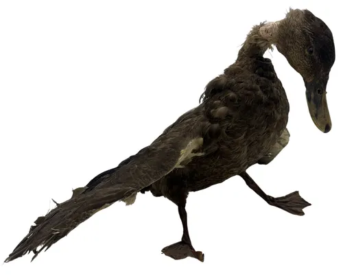 Taxidermy Duck With Spread Wings