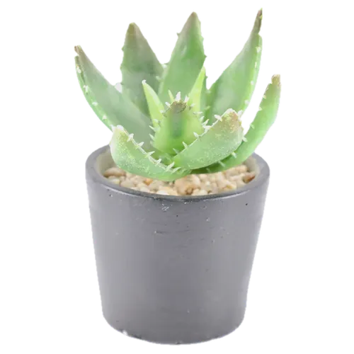 Artificial Tiger's Jaw Succulent Plant In Black Matte Pot