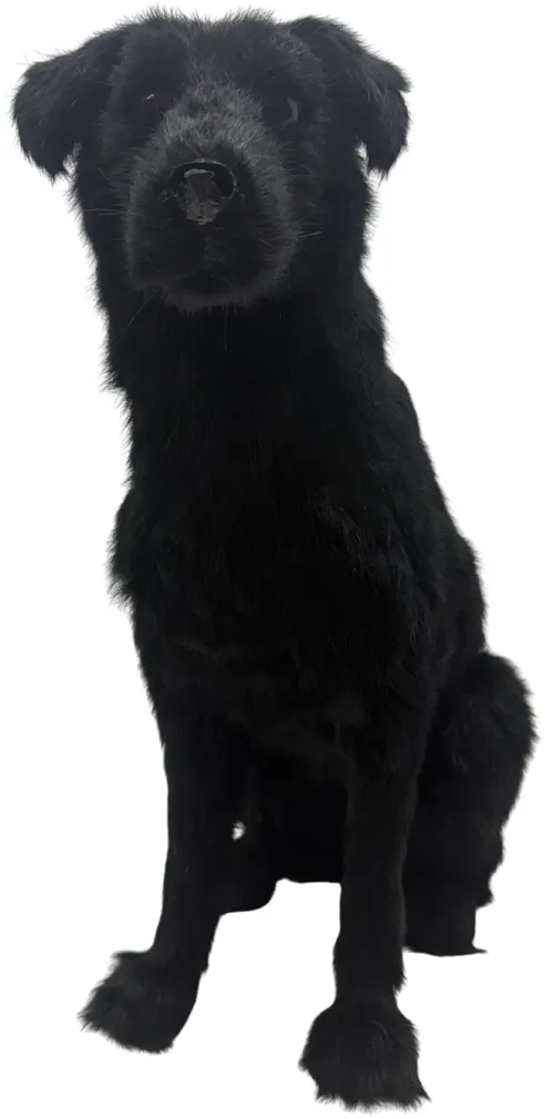 Taxidermy Black Dog