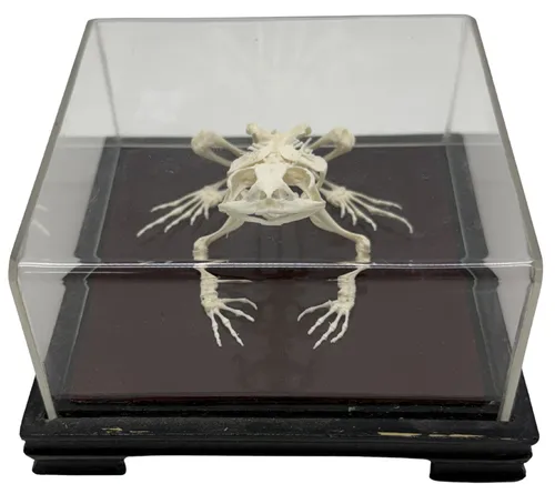Natural Bone Articulated Toad Skeleton On Wood Base With Acrylic Cover