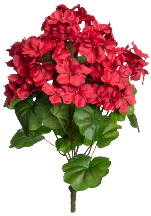 Red Geranium Bush Stem