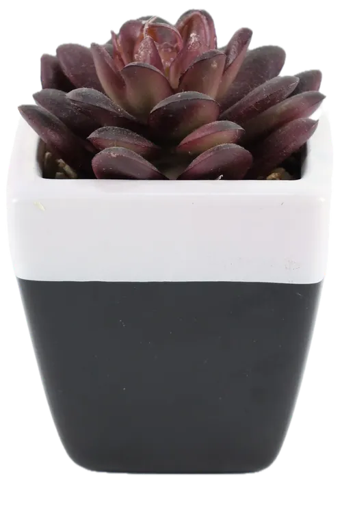Artificial Black Rose Succulent In White & Black Ceramic Pot