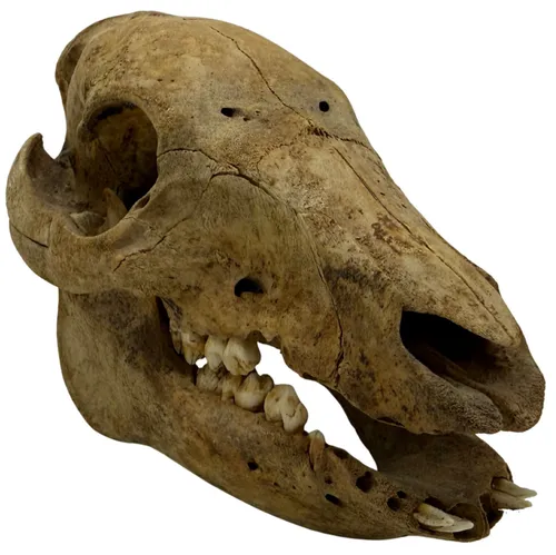 Natural Pig Skull
