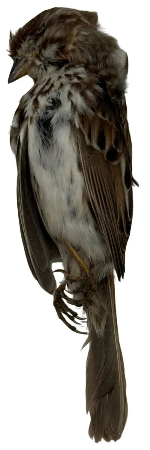 Taxidermy North American Song Sparrow In Dead Position