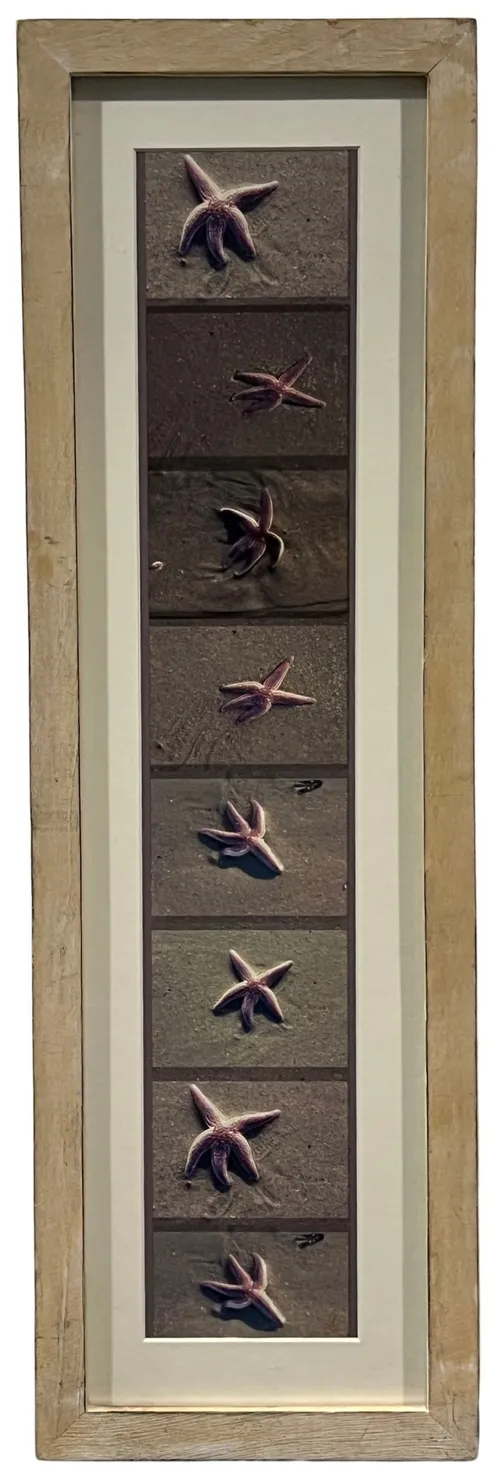 Starfish Travels In Wood frame